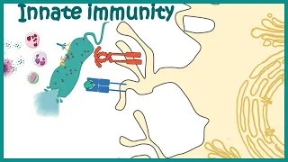 Innate immune system (detailed overview)