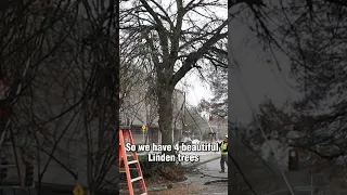 Tree Pruning in Downtown Bellevue - Seattle Tree Services and Certified Arborist #trees