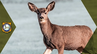 Mule Deer Migration