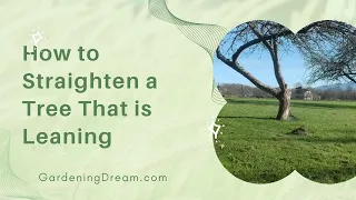 How to Straighten a Tree That is Leaning