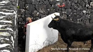 Cuidar da Saúde dos Toiros na Ganadaria Rego Botelho - Ilha Terceira, Açores