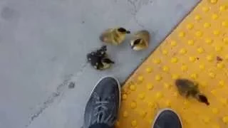 Cute Ducklings Climbing Stairs