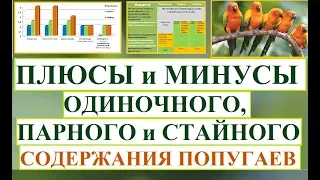 Плюсы и минусы одиночного, парного или стайного содержания попугаев