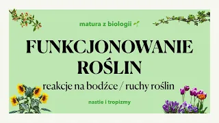 #31.3 - Ruchy roślin 🌼 - tropizmy, nastie, aparaty szparkowe 🌷 matura z biologii 📕 liceum