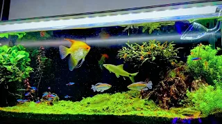 Tropical Fish Tank ~ Angelfish, Plecostomus, Pleco, Congotetra, Platy, Apistogramma, Ramirezi