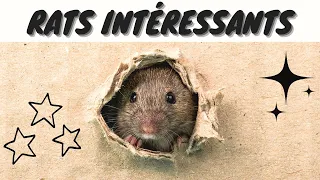 8 Faits İntéressants Sur Les Rats