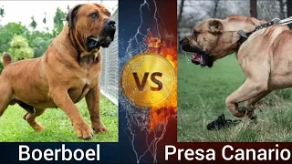 Boerboel VS Presa Canario | Who is more Powerful ?