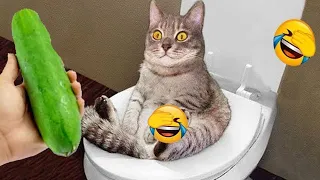 You Laugh You Lose 🐈🐕Funniest Dogs and Cats 2024 😛