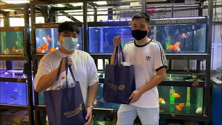 LIOW VIDEO: Buying Goldfishes At S'PORE GOLDFISH 买兰寿/狮头金鱼