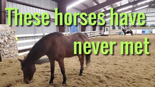 Passive leadership explained as we watch these 2 horses meet for the first time