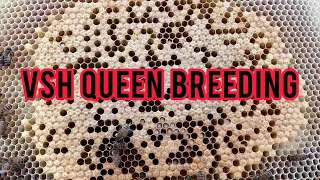 VSH Queen Breeding: An explanation of breeding better bees