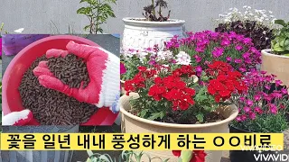 꽃을 풍성하게 오랫동안 볼수있는 최고의  비료 사용방법 & 분갈이 하는 방법