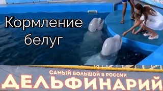 Самый большой дельфинарий на Черноморском побережье. Лазаревское.
