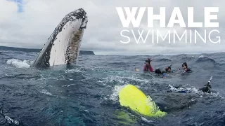 Swimming With Whales in Tonga: Quick Overview