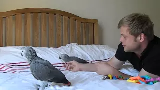 Our 9 week old African Grey Parrots.