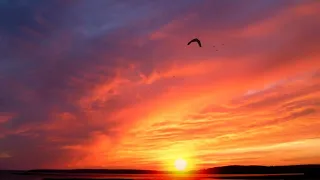 Sonate Mort d'un oiseau - Richard Clayderman cover - Death of a bird