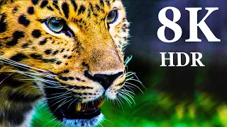 8K VIDEO ULTRA HD - Collection of Animals HDR (60FPS)