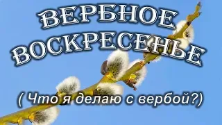 Что делать с вербой?