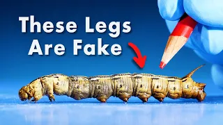 Everything You Didn't Know About Caterpillars