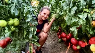 GRESELI SI PROBLEME LA TOMATELE 2023. CUM AM SALVAT ROSIILE