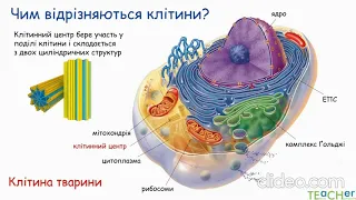 Будова рослинної та тваринної клітин