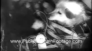 Soviets send dogs into space 1961 newsreel archival stock footage  www.PublicDomainFootage.com