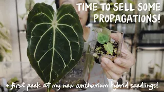 what i'm propagating and propagations i'll be selling!