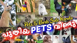 🔥Exotic Birds❤️Cat🥰Dog💖Fish💝Fancy Pigeon🤗Pravu Valarthal💙Pets Sale Kerala💛Pets Farm Visit Video😜