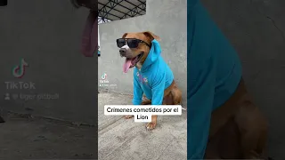 Los crímenes de Lion 🔥😎