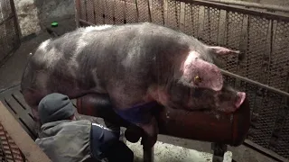 ❌ПЕРЕСЕЛЕНИЕ ПОРОСЯТ 🐖СБОР СЕМЕНИ У ХРЯКА 🐖❌