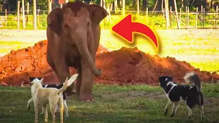 ‘Naughty’ baby elephant melts thousands of hearts with adorable playtime with dogs