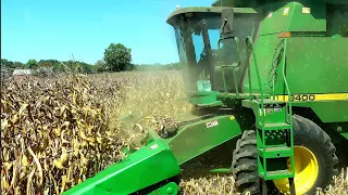 "Holes" Corn Harvest #4 9/15/23