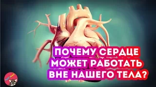 Почему наше сердце может работать ВНЕ ТЕЛА?