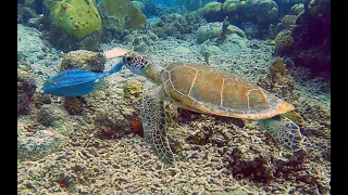 Solo Diving Curacao - Car Pile. Сольное погружение на о. Кюрасао - Кар Пайл.