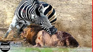 THE HUNTER BECOMES THE HUNTED | Mother Zebra Saves Her Newborn From A Hungry Lion