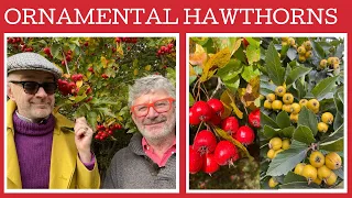 Ornamental Hawthorns: four different types all with fabulous autumn colour & winter fruit!