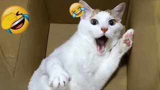 😆😆 Try Not To Laugh Dogs And Cats 😍😅 Funny And Cute Animal Videos 2024 # 17