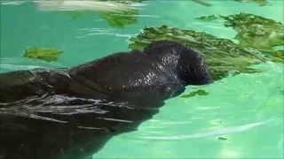 Adorable baby manatee trying to eat lettuce