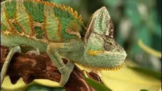 "The Amazing World of Chameleons: Masters of Disguise!"