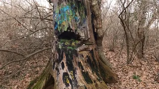 The Devil Tree