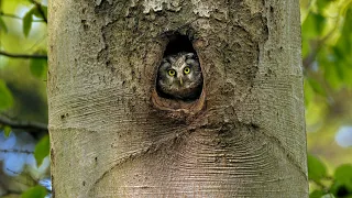The Trees Have Eyes – Boreal Owl (Aegolius Funereus)