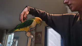 Caique Parrots Learn Tricks Fast! | Widget Learns to Spin (Training Tutorial)