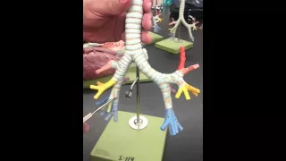 Anatomy of the respiratory system Bronchial tree model