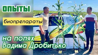 Опыты с биопрепаратами на полях Вадима Дробитько