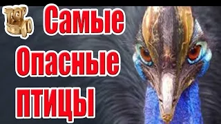 Топ 10 Самых Опасных Птиц, Которых Стоит Избегать