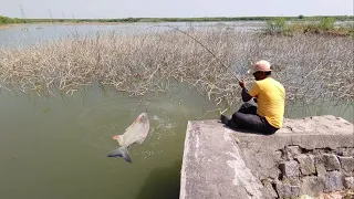 Amazing 🎣 catching big Redbilled fishes (like a phirans) with hook