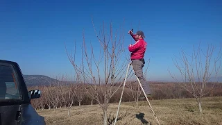 How To Prune 5 Years Old Cherry Tree Simple --read description-- #cherries #pruning #howtoprune