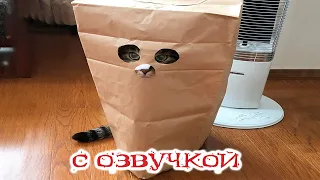 Приколы с котами с озвучкой! Смешные коты и Самые смешные животные! ТЕСТ НА ПСИХИКУ!