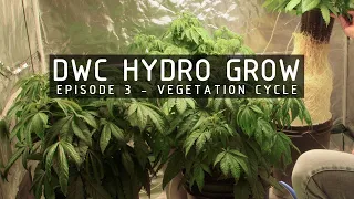 DWC Hydroponic Cannabis Grow Ep 3. Vegetative Stage