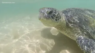 Sea turtles are being impacted by climate change